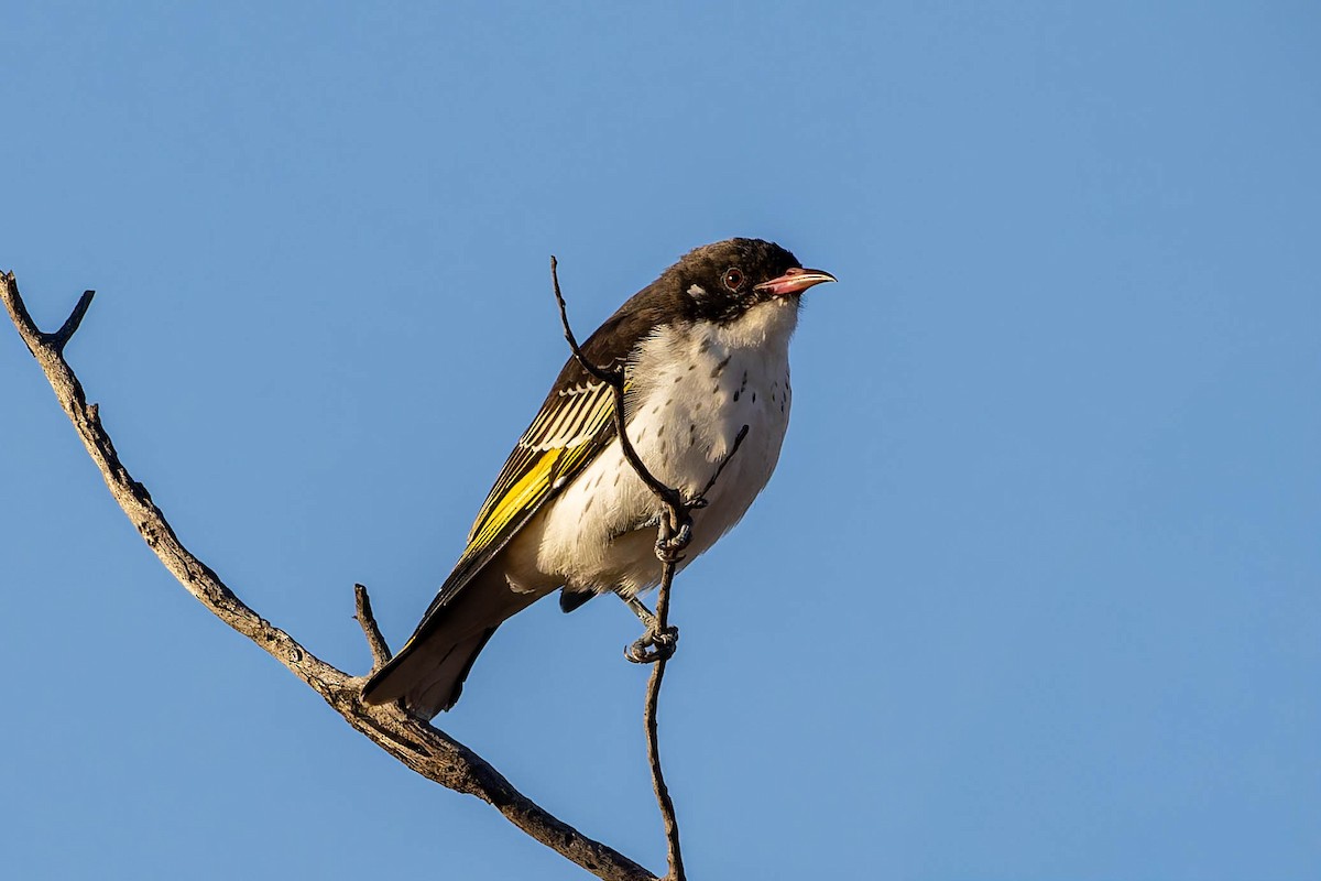 Painted Honeyeater - ML637136922