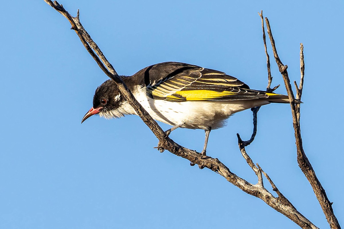 Painted Honeyeater - ML637136923