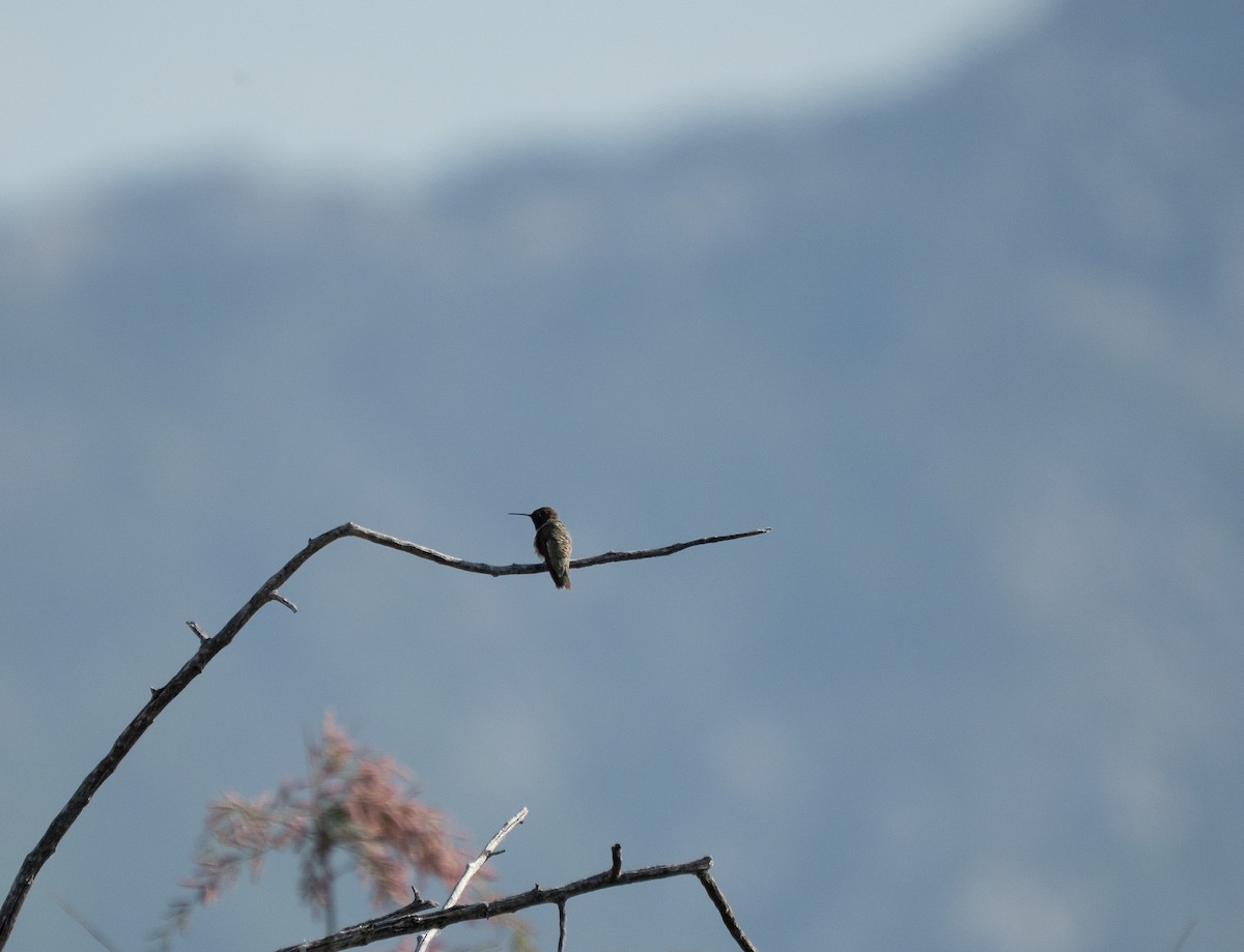 Black-chinned Hummingbird - ML637136925