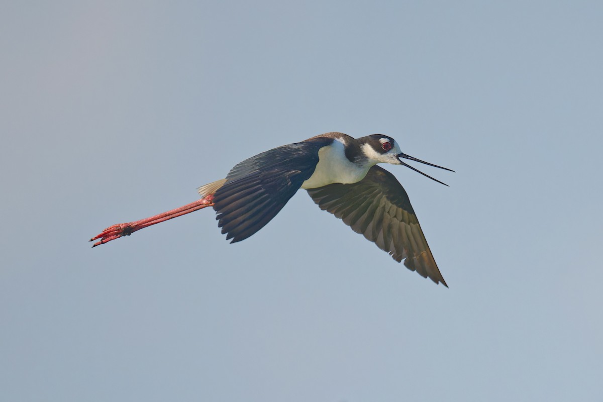 Black-necked Stilt - ML637136928