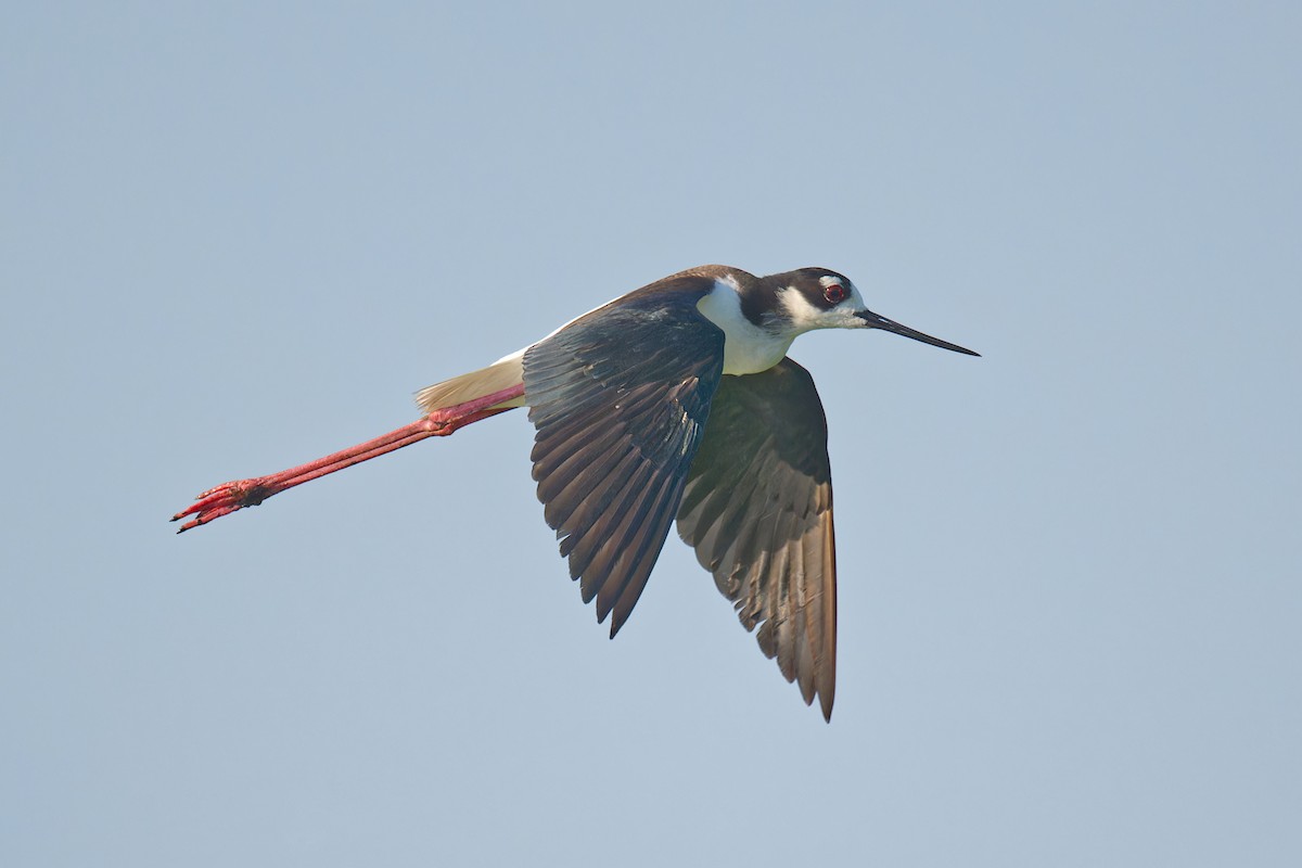 Black-necked Stilt - ML637136929