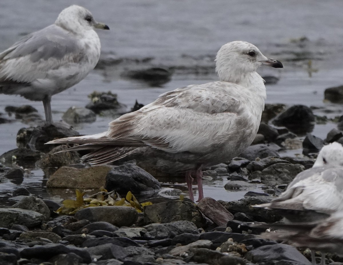 Iceland Gull (Thayer's) - ML637136930