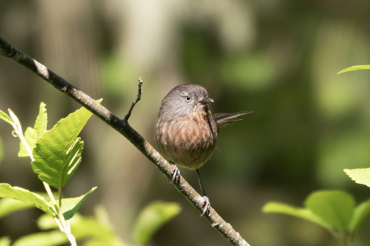 Wrentit - ML637136931