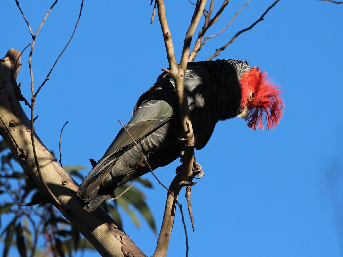 Gang-gang Cockatoo - ML637136933