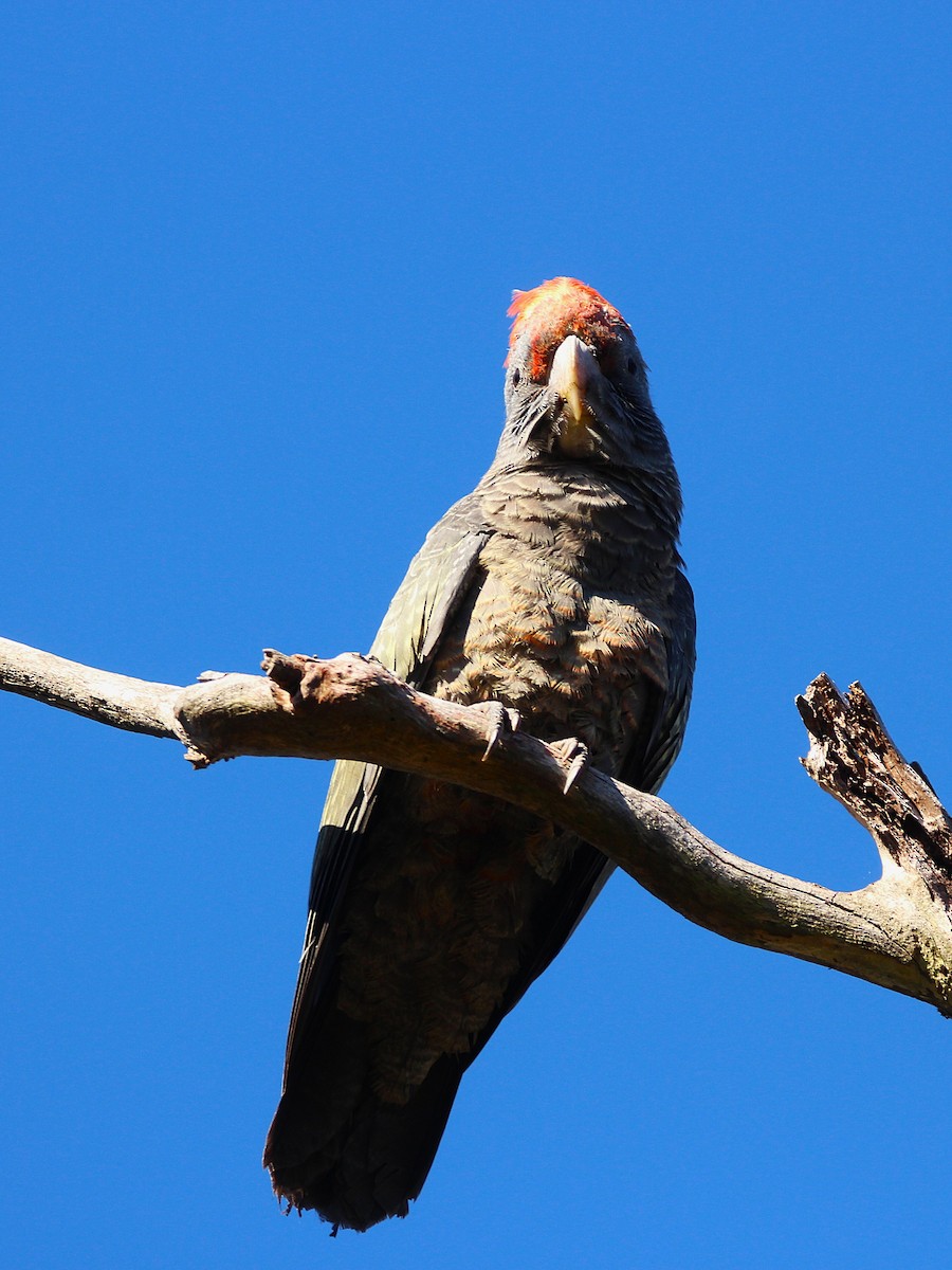 Gang-gang Cockatoo - ML637136934