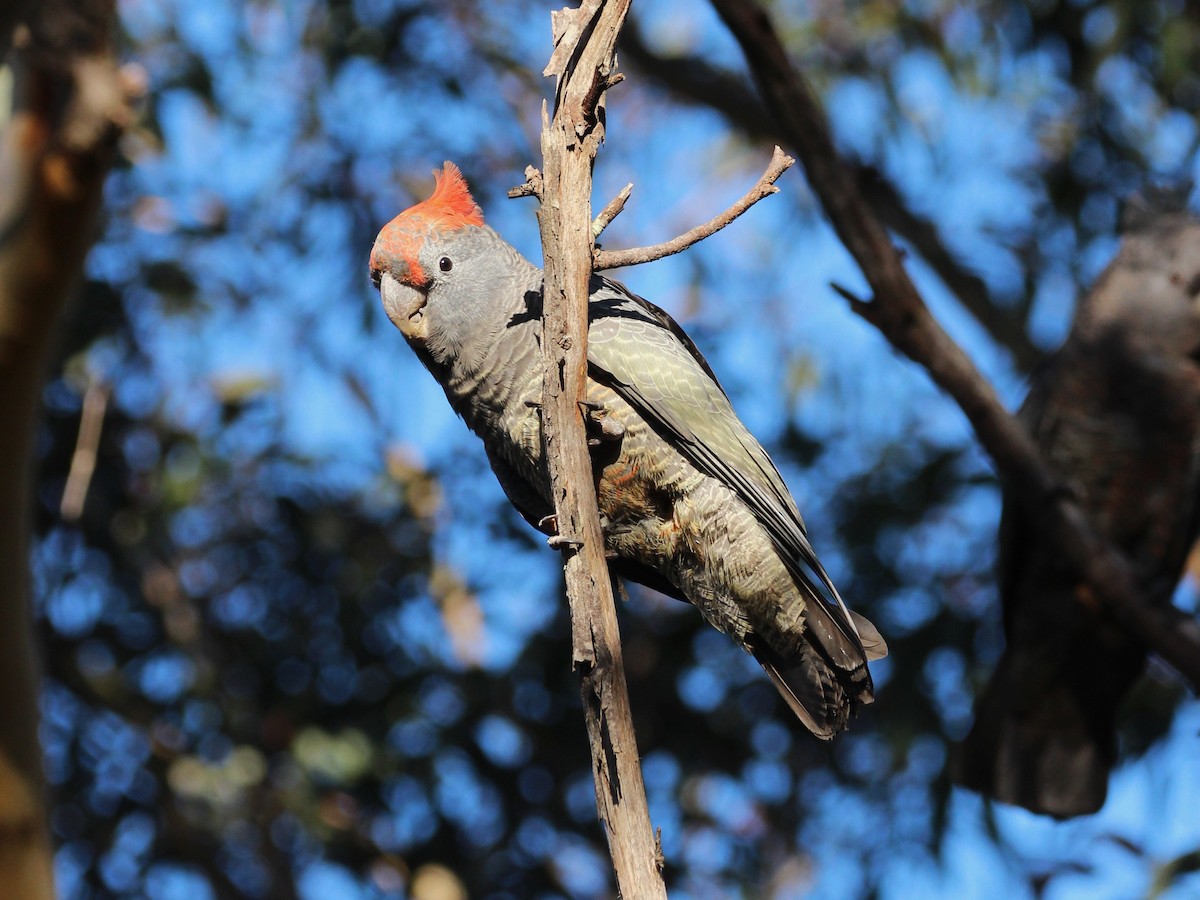Gang-gang Cockatoo - ML637136935