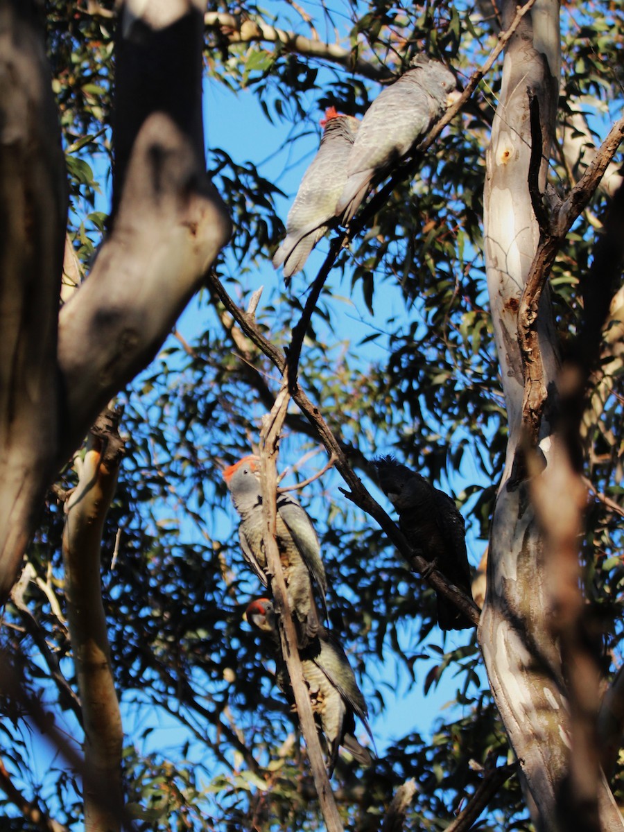 Gang-gang Cockatoo - ML637136936