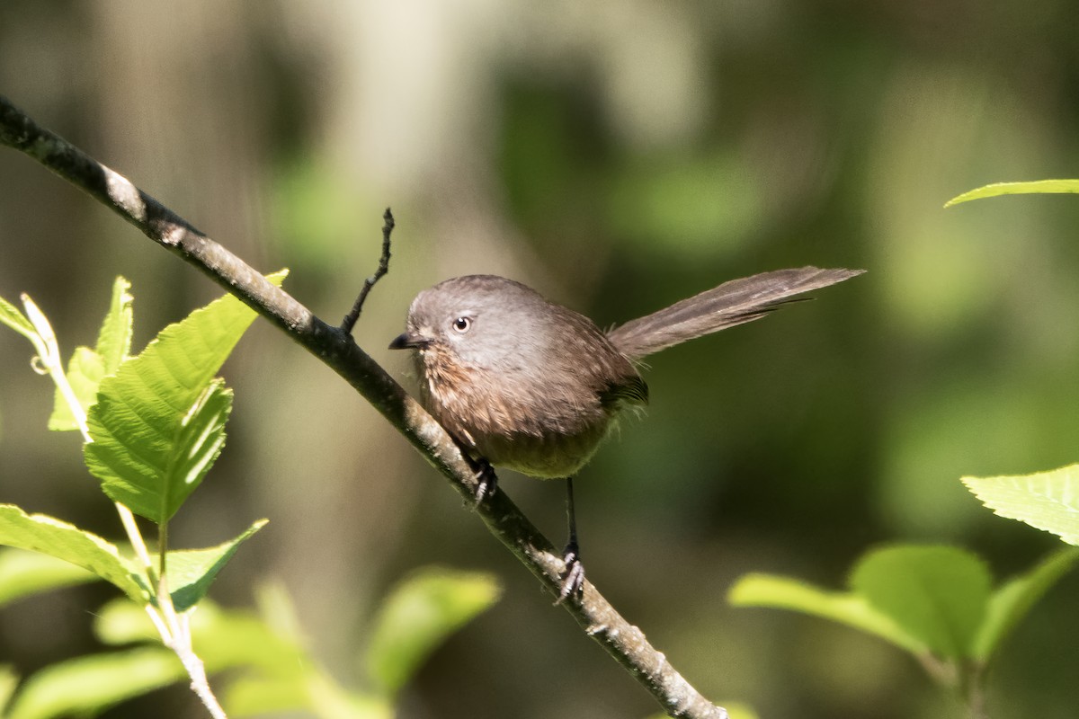 Wrentit - ML637136939