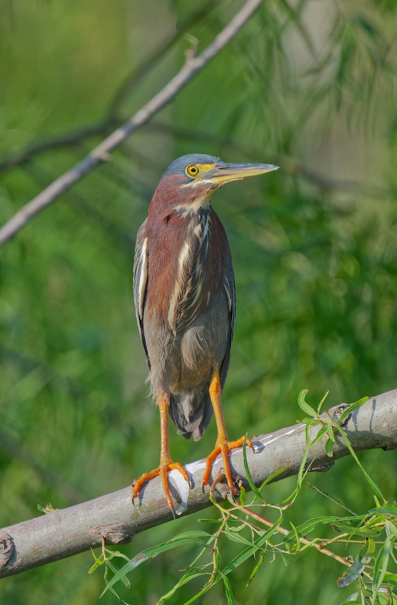 Green Heron - ML637136945