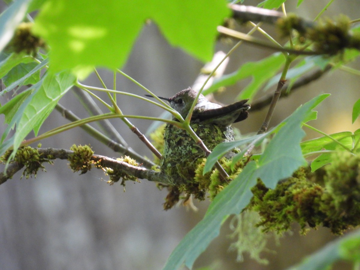 Anna's Hummingbird - ML637136946