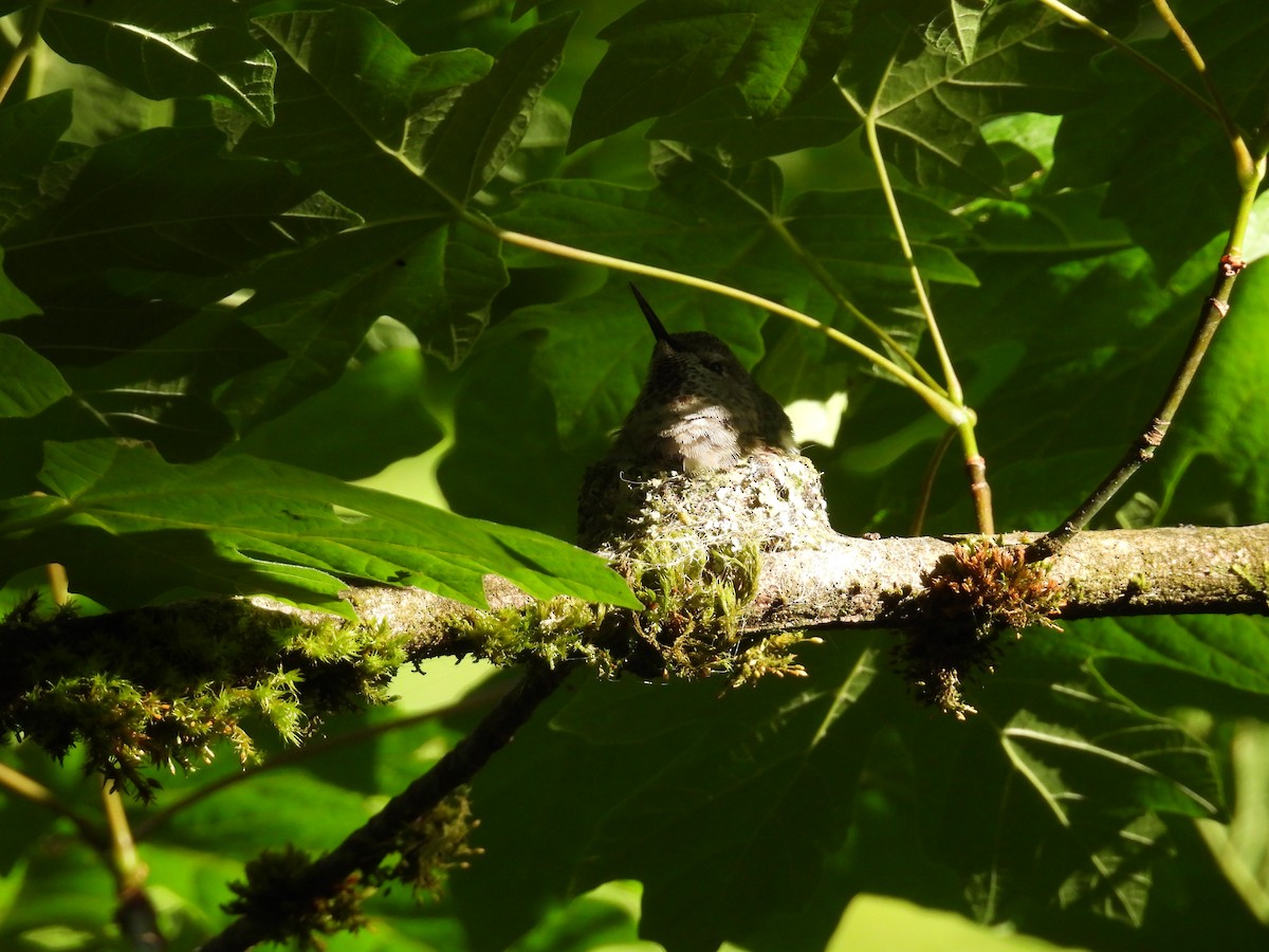 Anna's Hummingbird - ML637136947