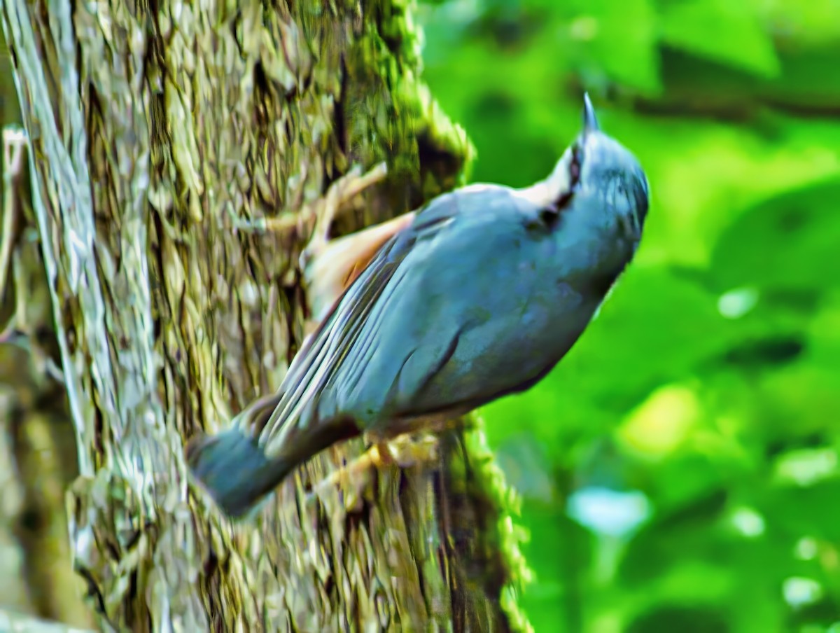 茶腹鳾 - ML637136948