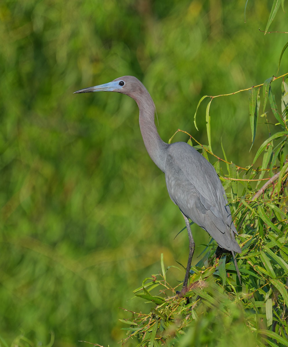 Little Blue Heron - ML637136949