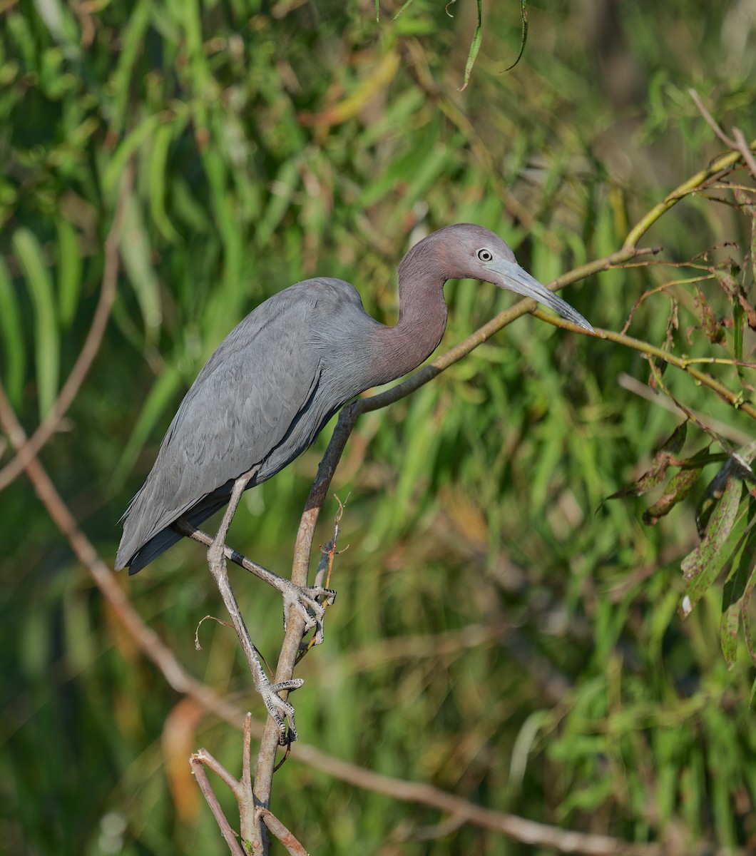 Little Blue Heron - ML637136950