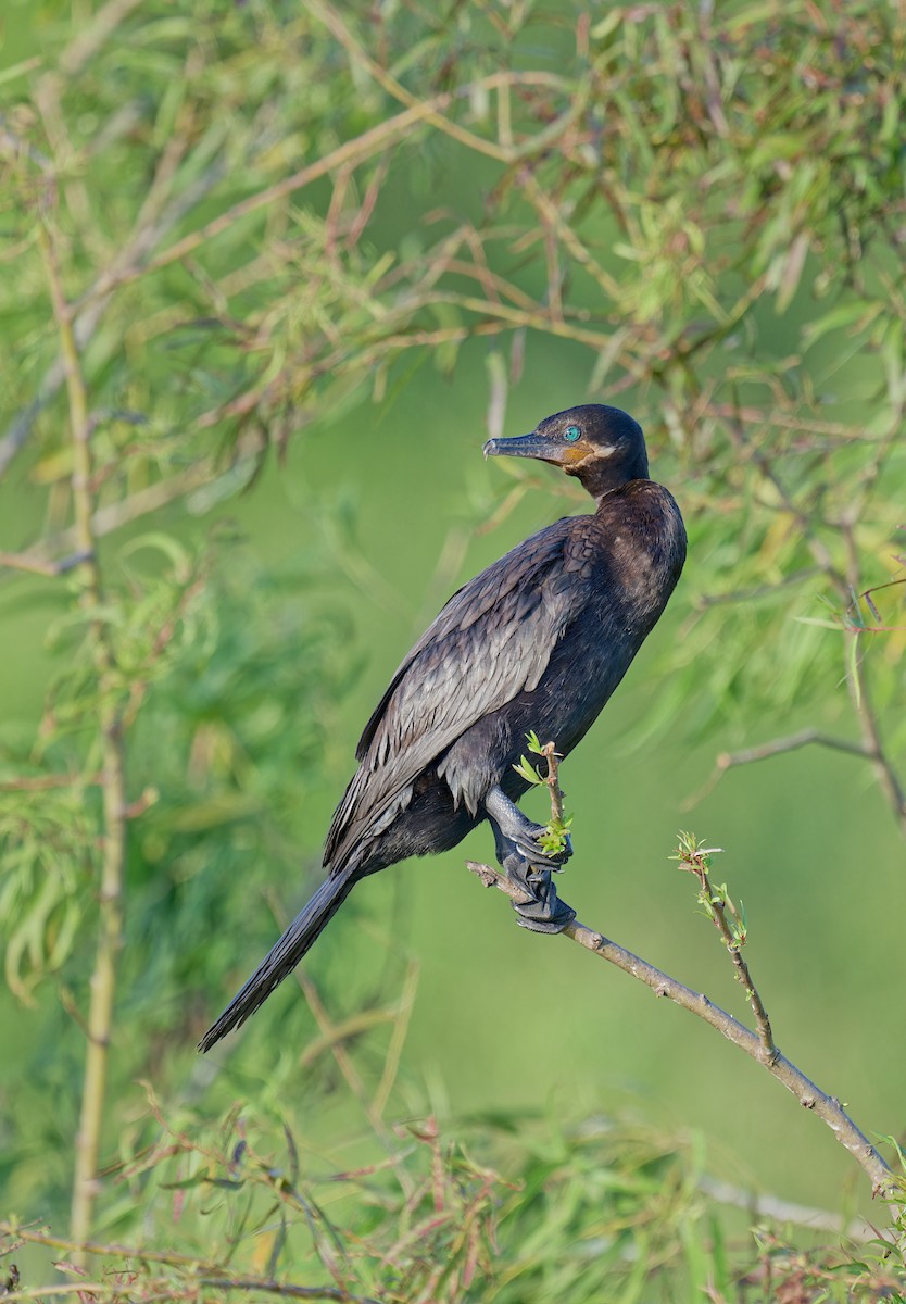 Neotropic Cormorant - ML637136952