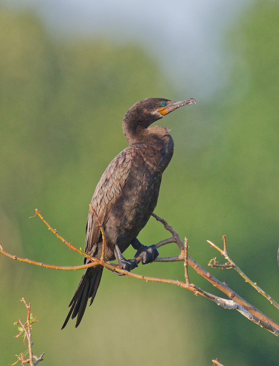 Neotropic Cormorant - ML637136953