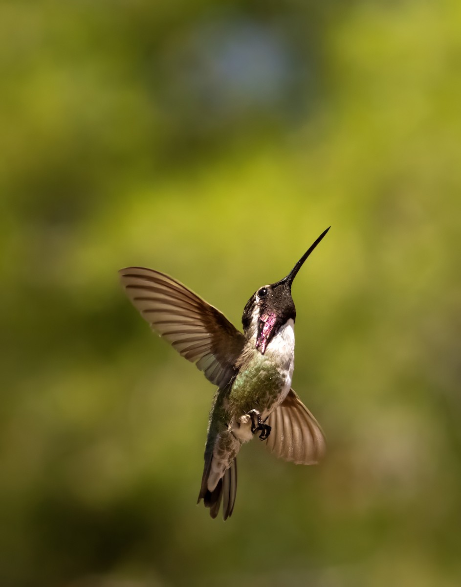 Costa's Hummingbird - ML637136956