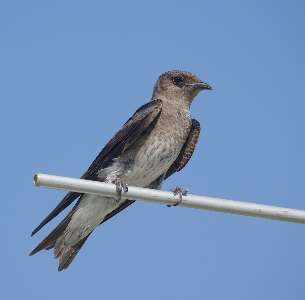 Purple Martin - ML637136958