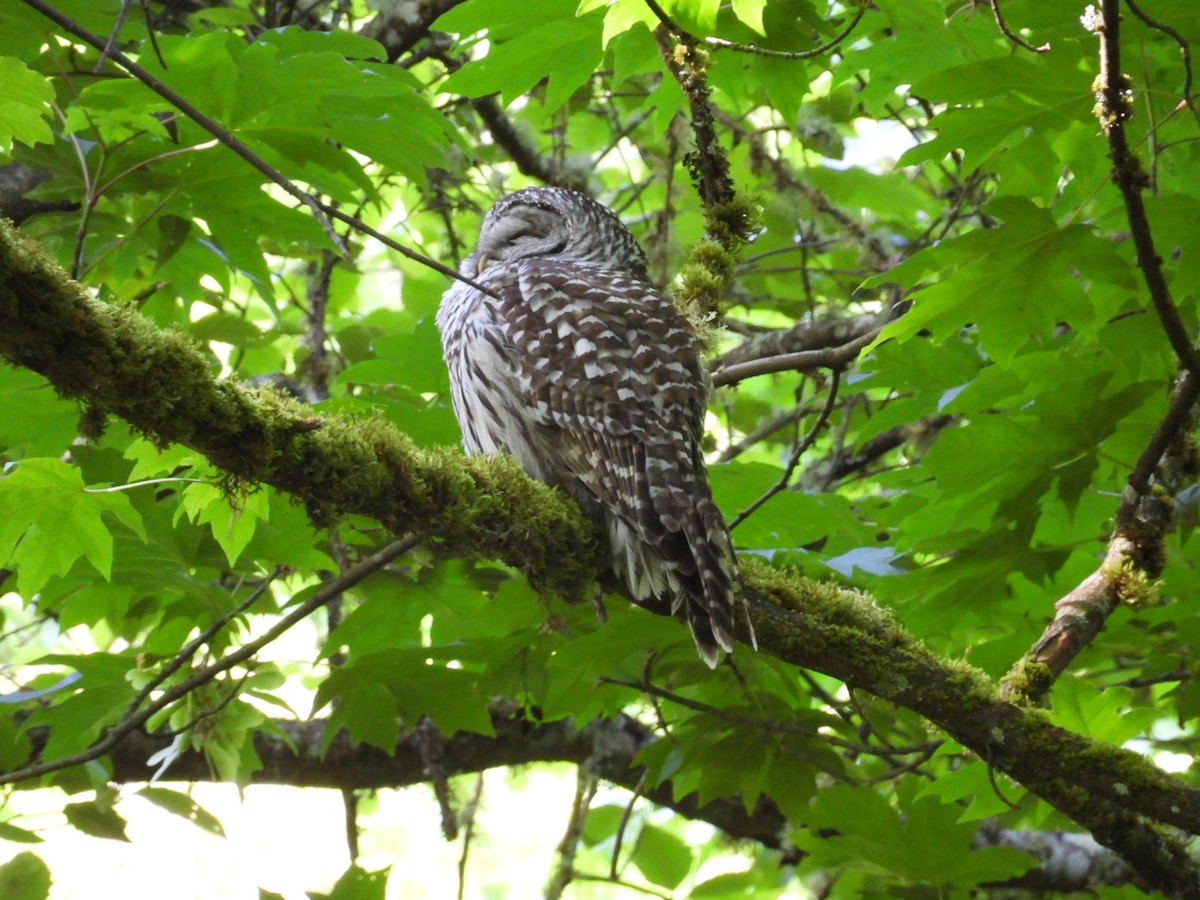 Barred Owl - ML637136963