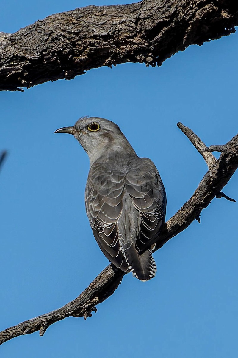 Pallid Cuckoo - ML637136966