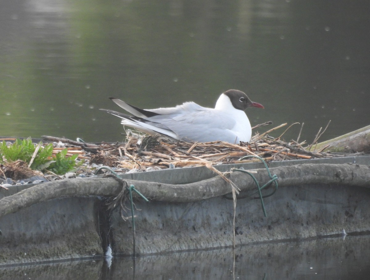 Mouette rieuse - ML637136995