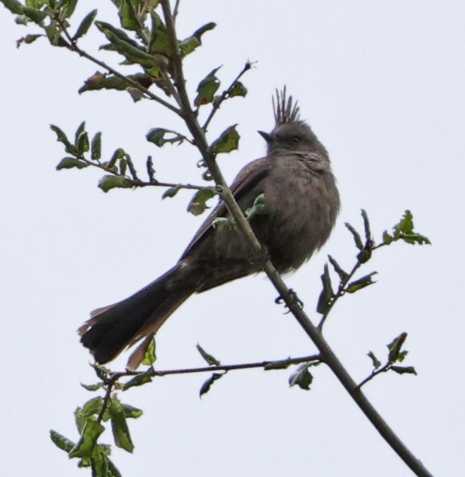 Phénopèple luisant - ML637137005