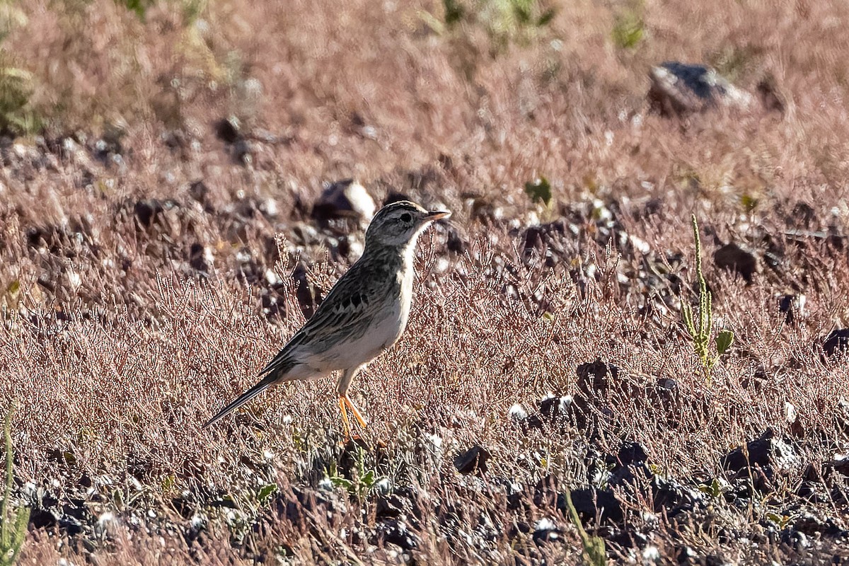 Pipit d'Australie - ML637137013