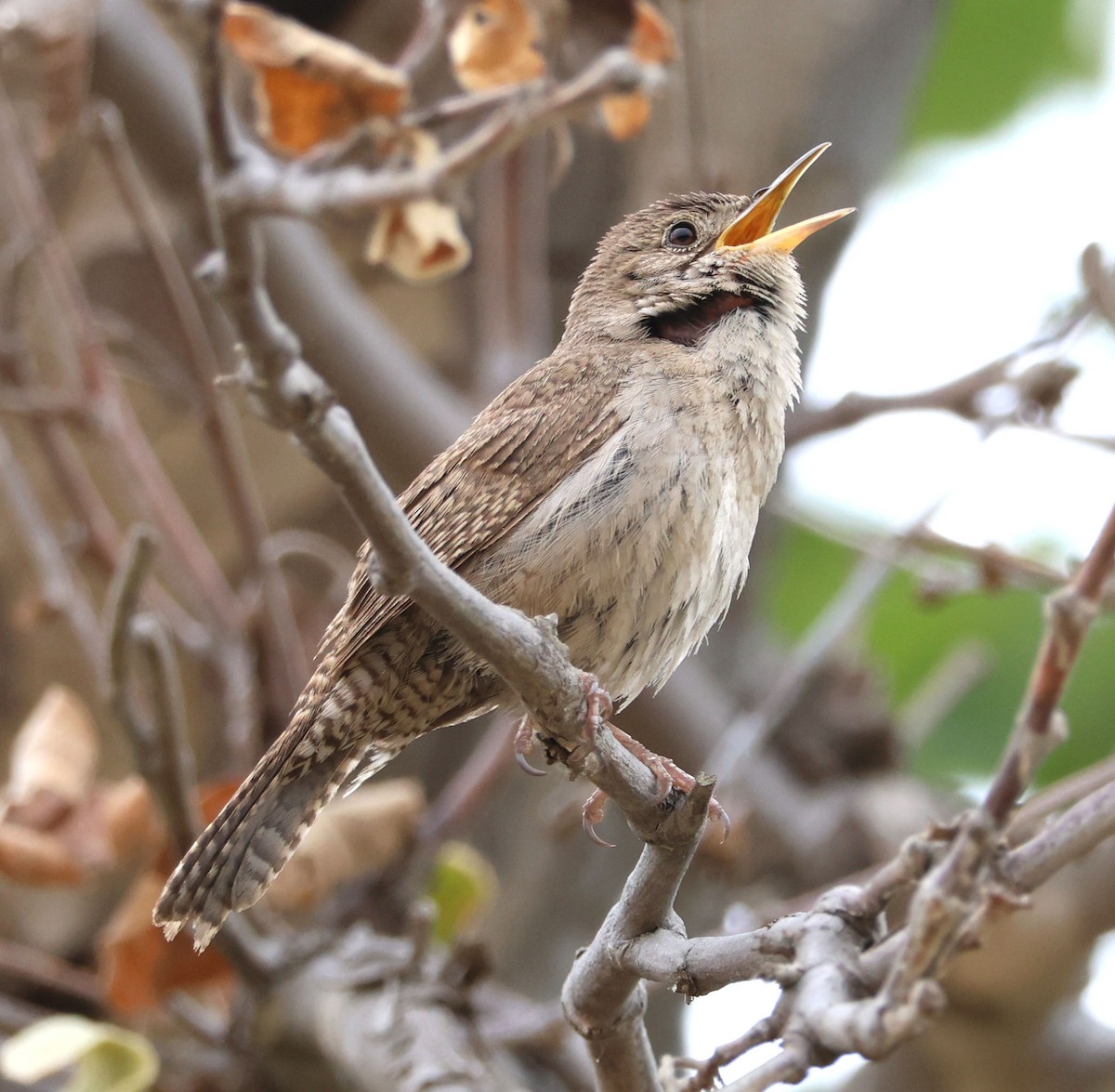 Northern House Wren - ML637137040