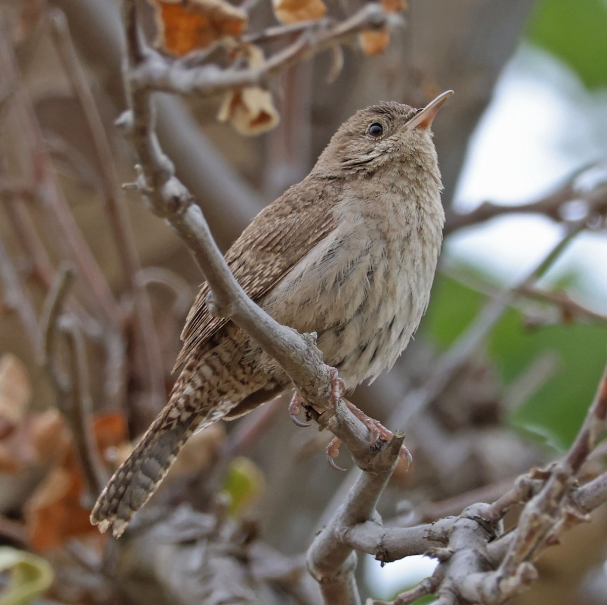 Northern House Wren - ML637137041