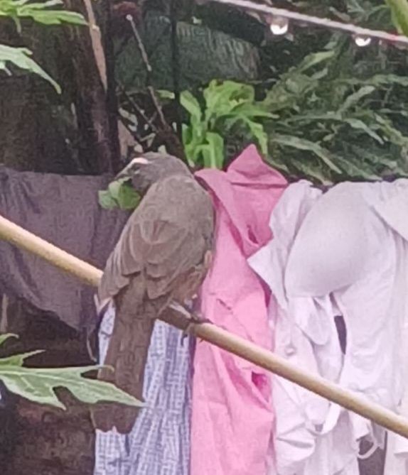 Cinnamon-bellied Saltator - ML637137043