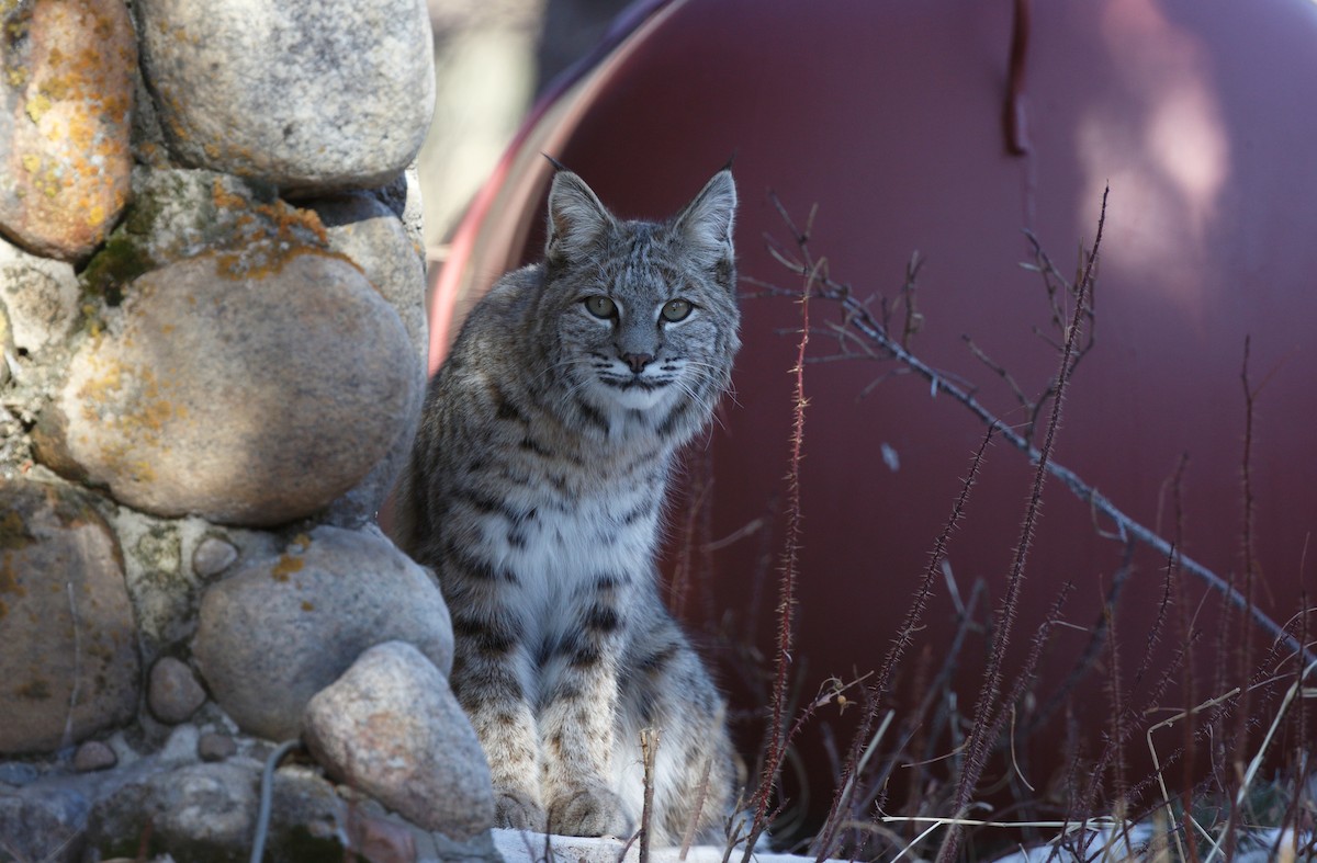Bobcat - ML637137077