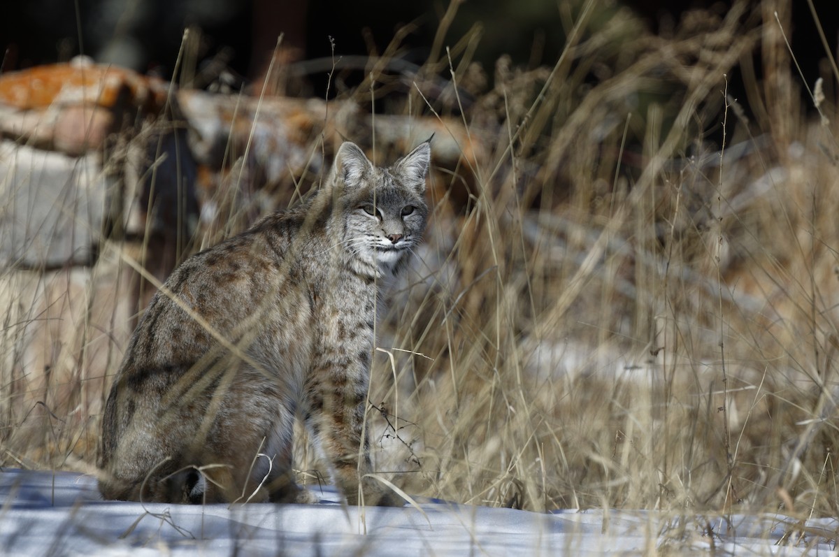 Bobcat - ML637137078