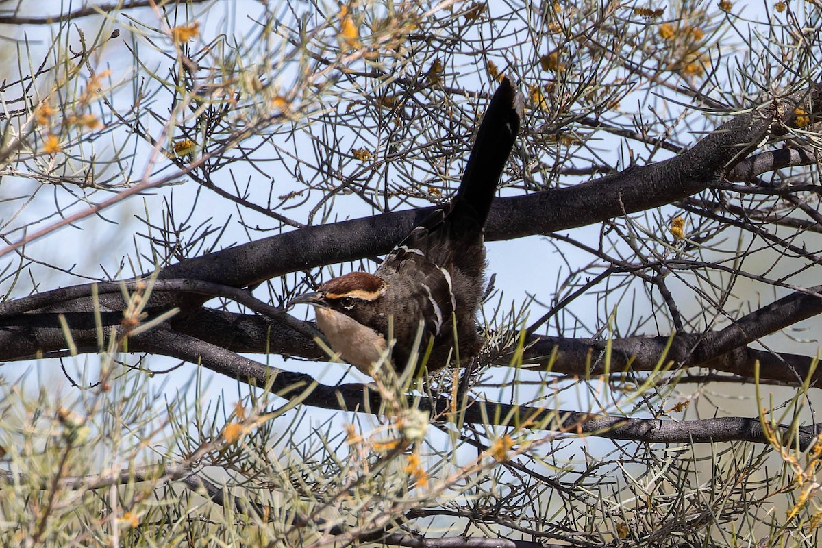 Chestnut-crowned Babbler - ML637137095