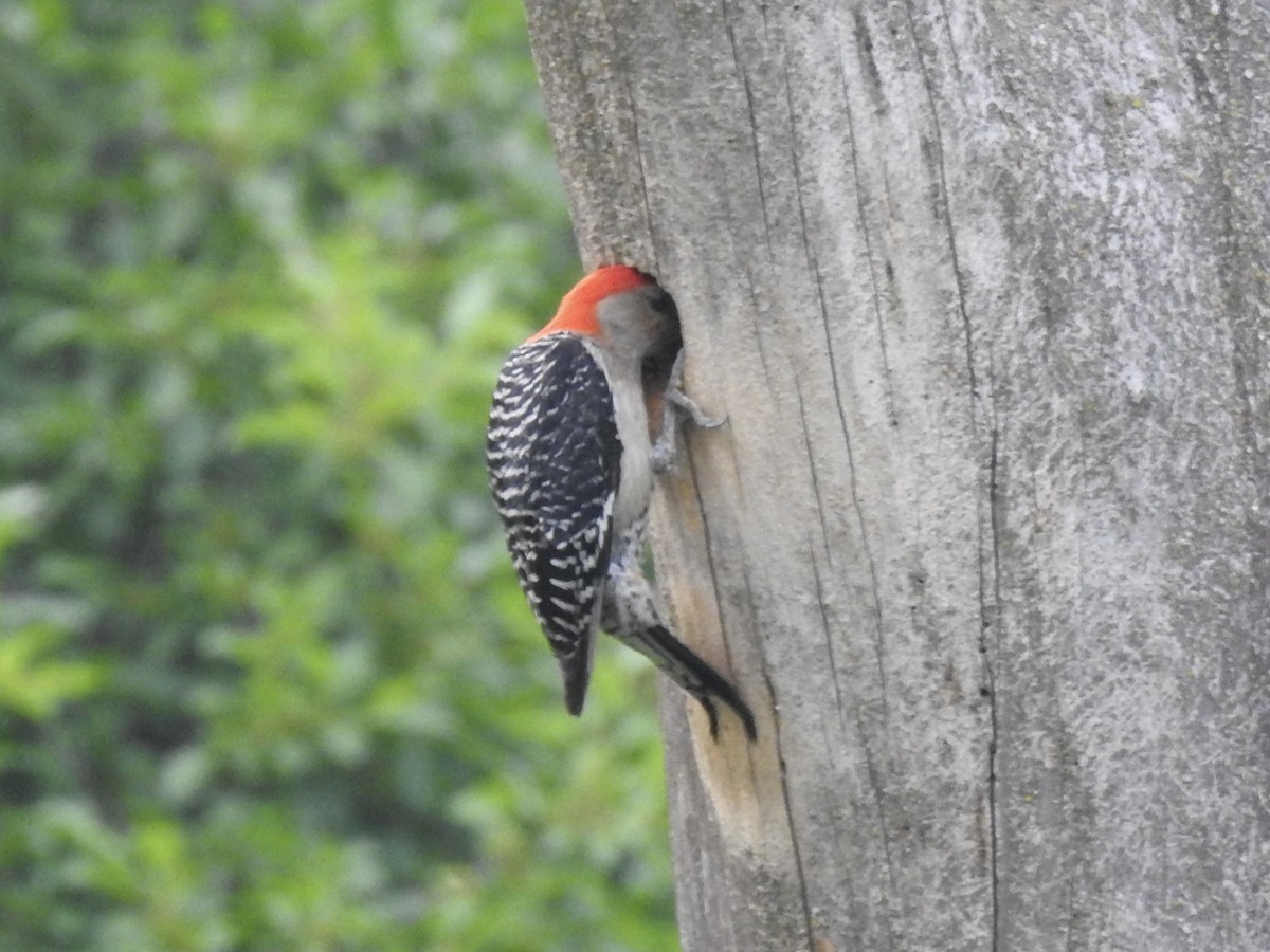 Red-bellied Woodpecker - ML637137099