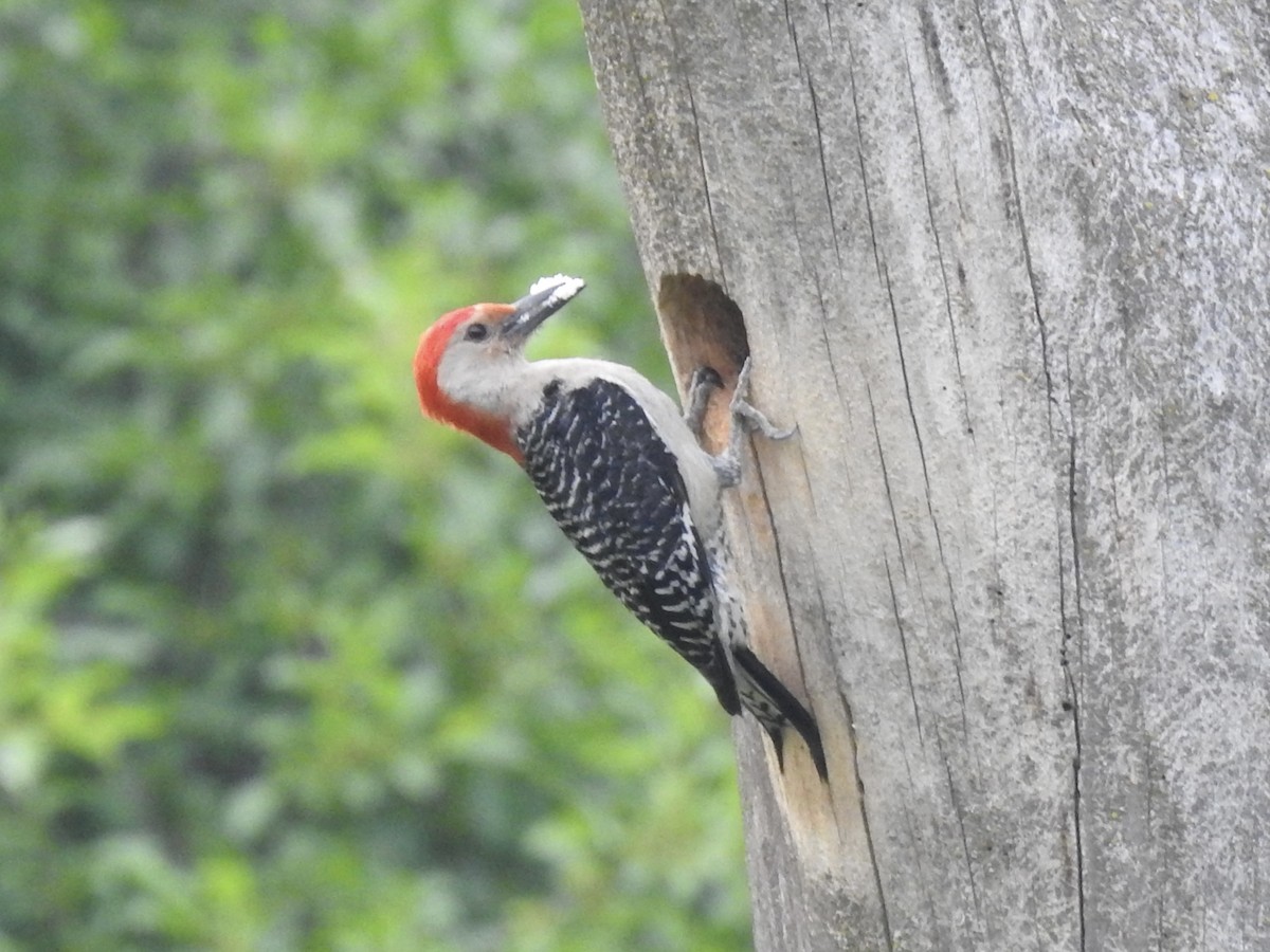 Red-bellied Woodpecker - ML637137100