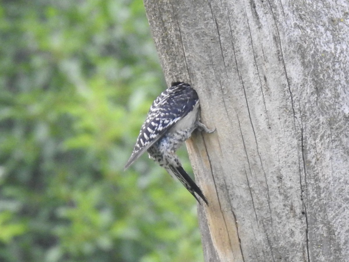 Red-bellied Woodpecker - ML637137101