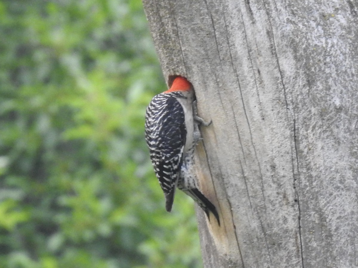 Red-bellied Woodpecker - ML637137102