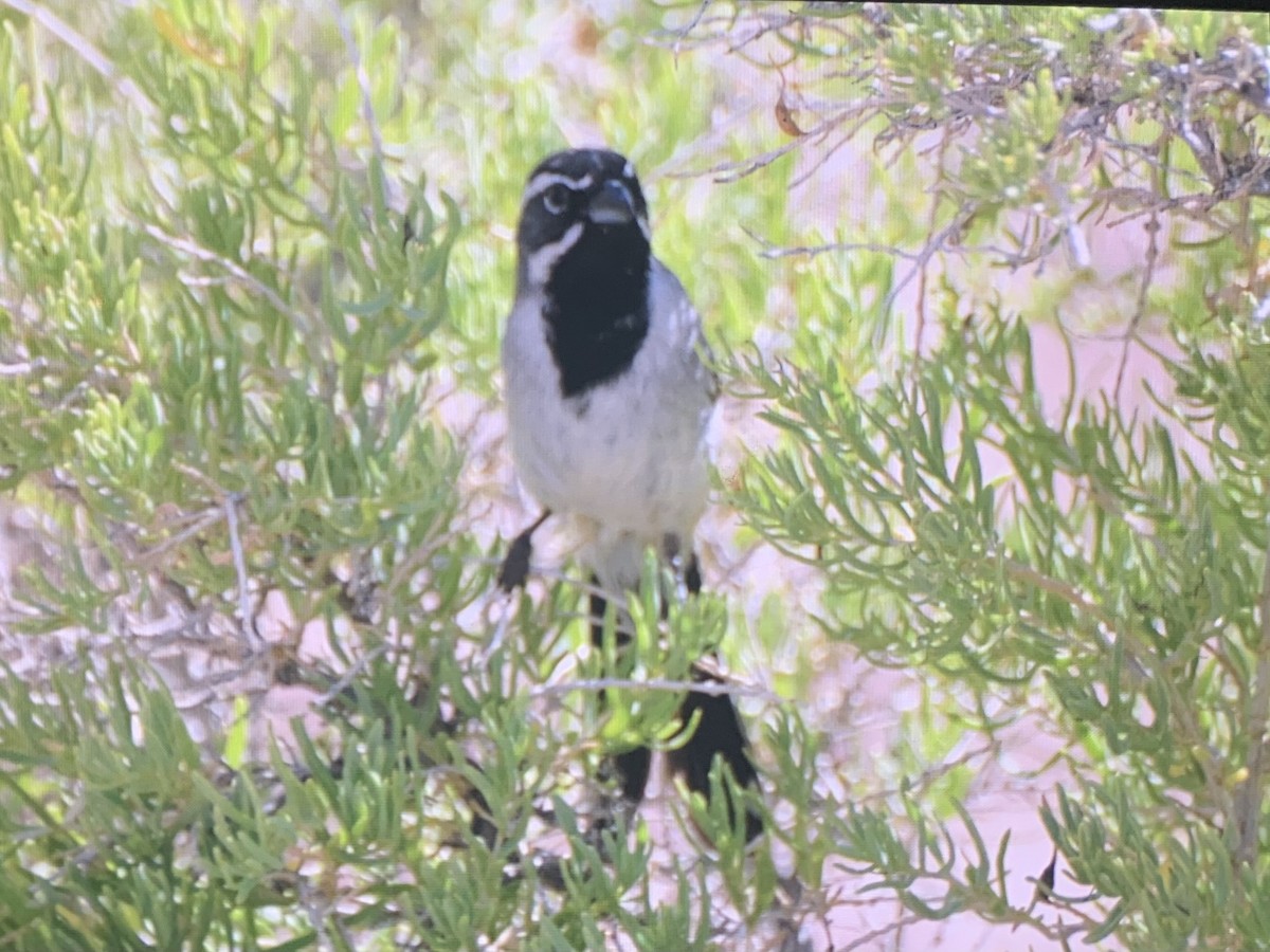 Black-throated Sparrow - ML637137109