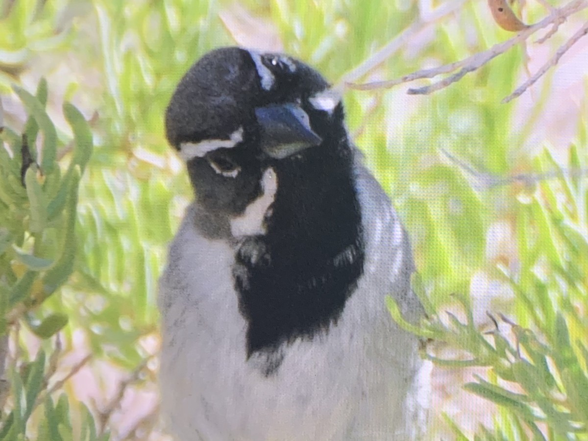 Black-throated Sparrow - ML637137110