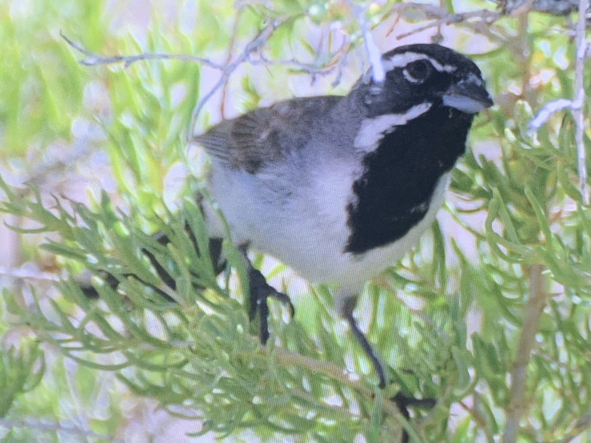 Black-throated Sparrow - ML637137111