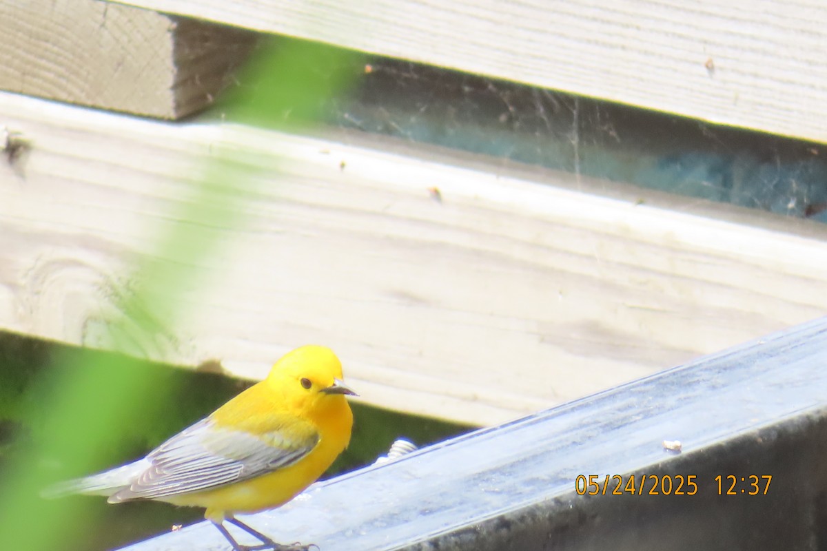 Prothonotary Warbler - ML637137118