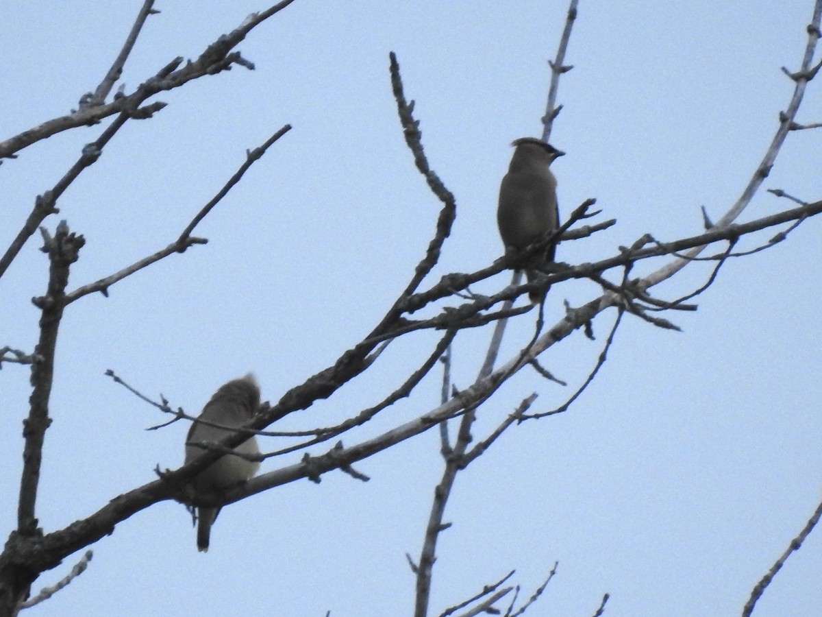 Cedar Waxwing - ML637137123