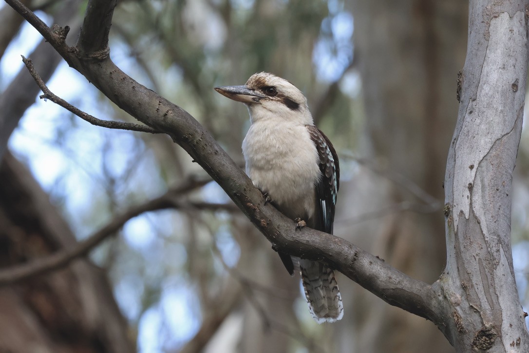 Laughing Kookaburra - ML637137126