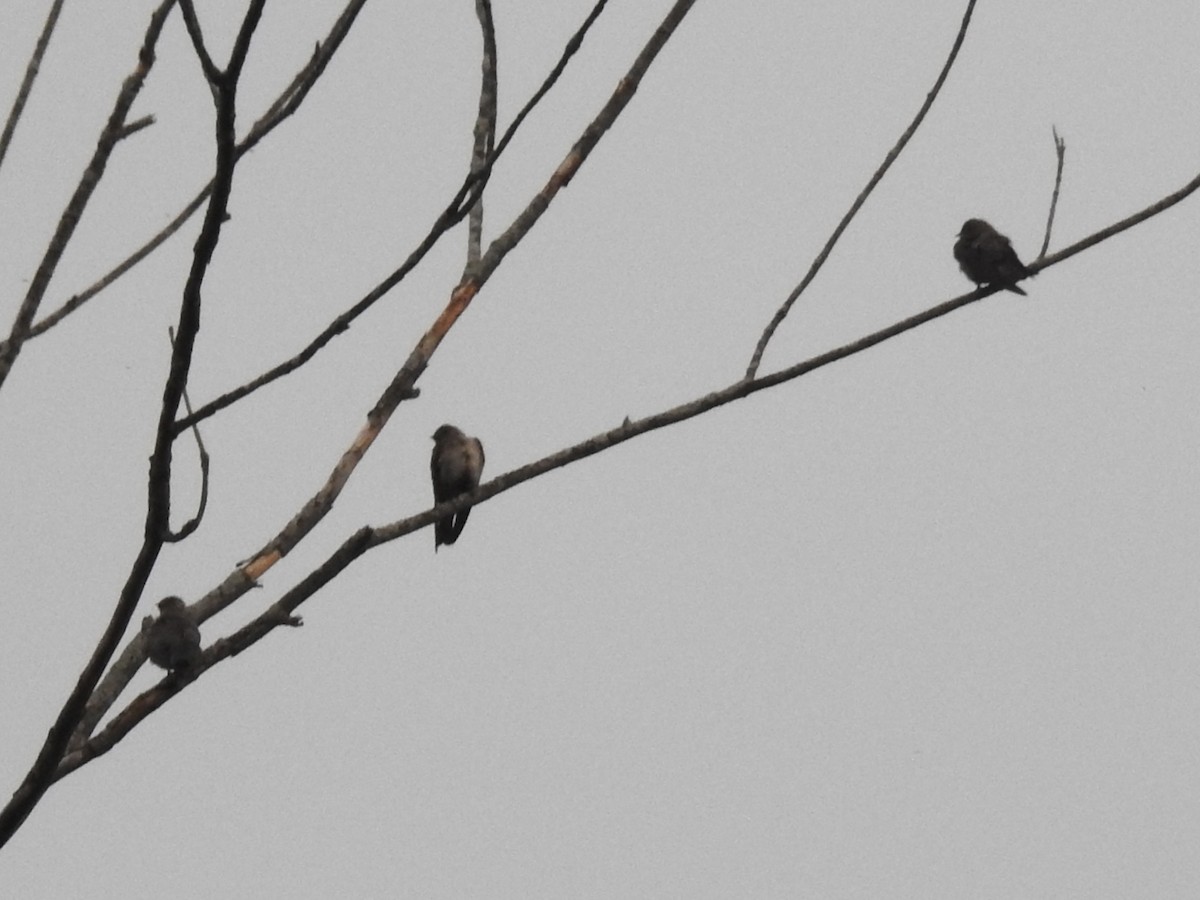 Northern Rough-winged Swallow - ML637137128