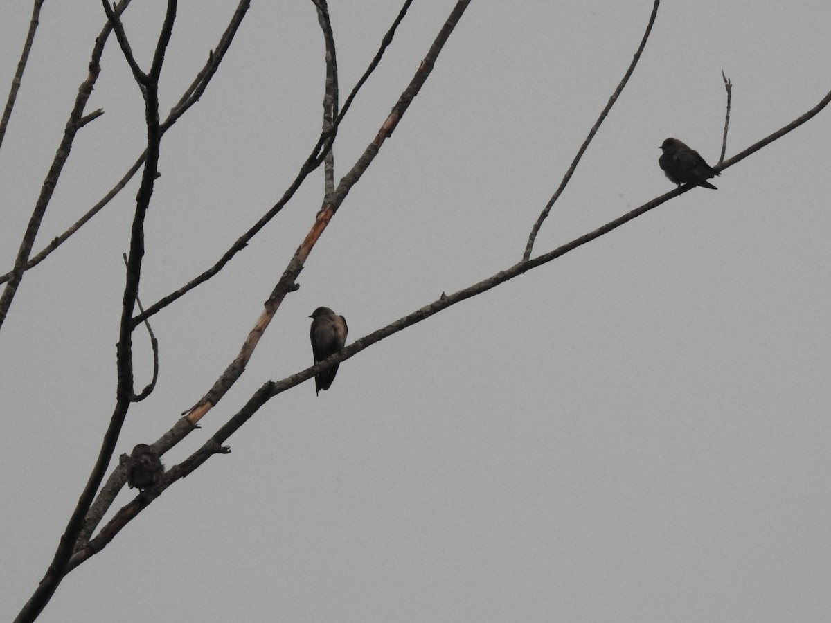 Northern Rough-winged Swallow - ML637137129