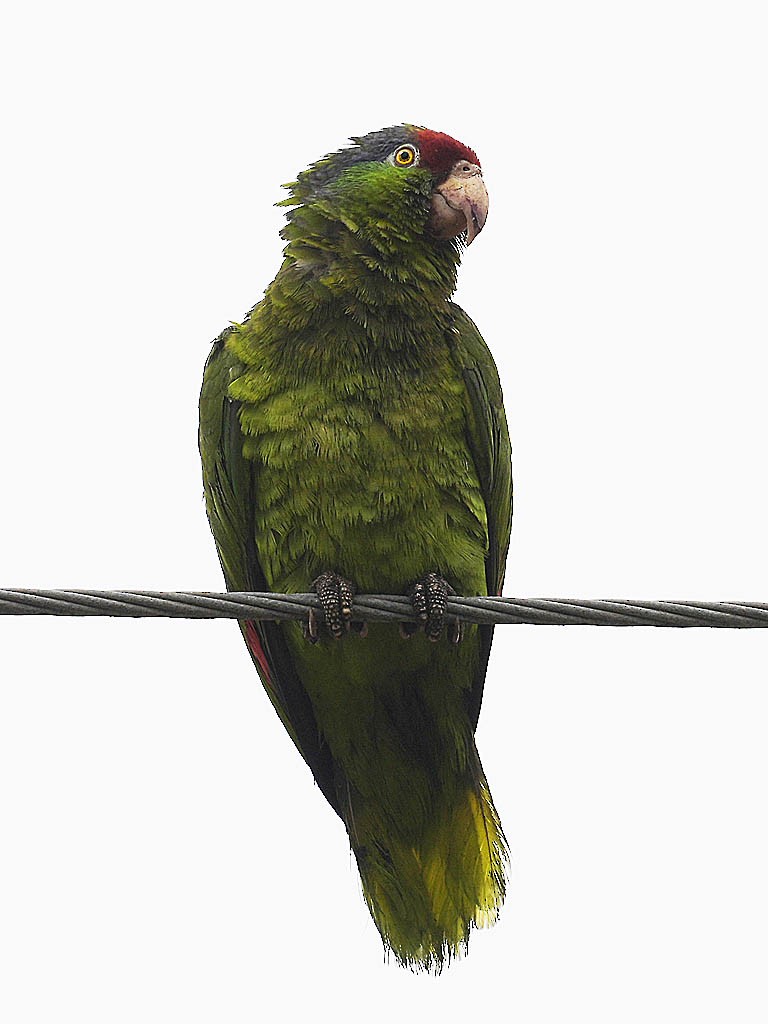 Amazona Tamaulipeca - ML637137131
