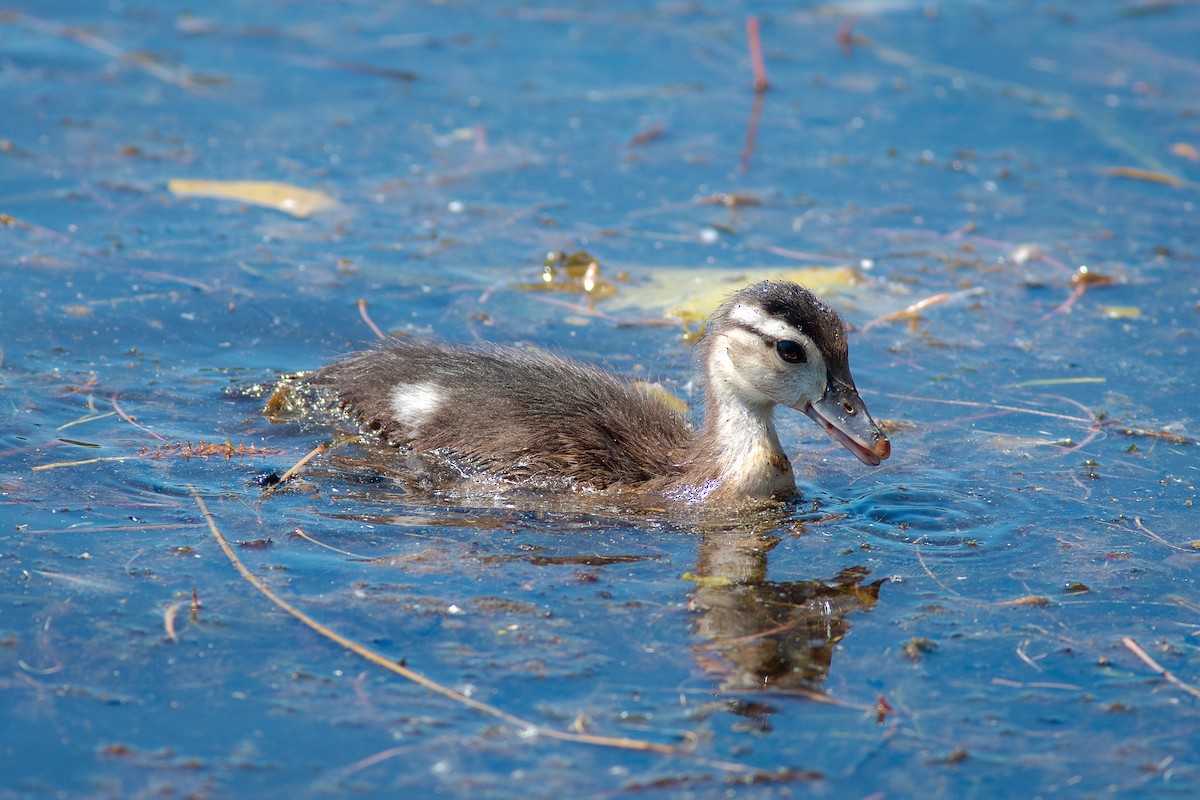 Pato Joyuyo - ML637137132