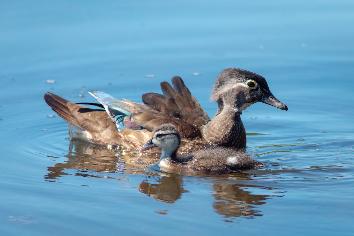 Pato Joyuyo - ML637137133