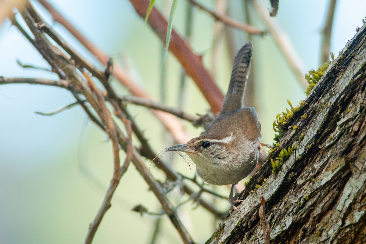 Bewick's Wren - ML637137141