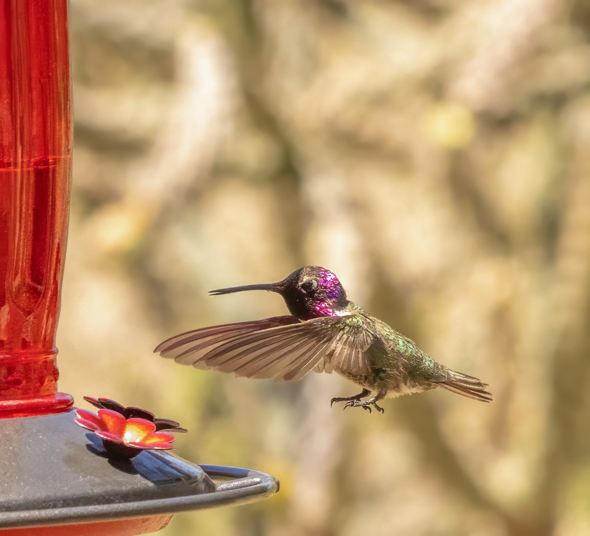 Colibrí de Anna - ML637137149